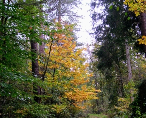 Zondagmiddag Wandeling door Landgoed Pijnenburg en de Utrechtse Heuvelrug