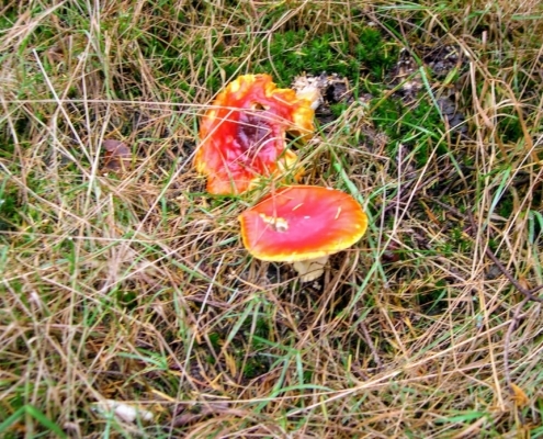 Zondagmiddag Wandeling door Landgoed Pijnenburg en de Utrechtse Heuvelrug