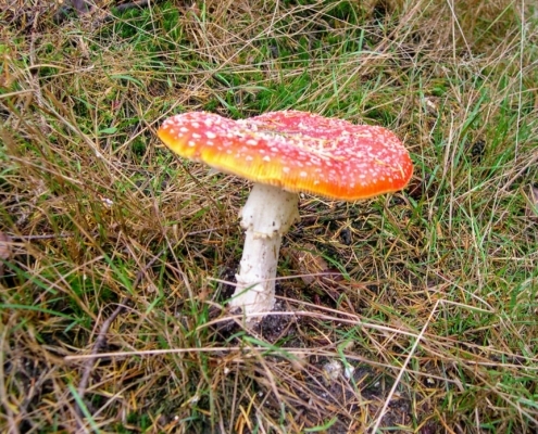 Zondagmiddag Wandeling door Landgoed Pijnenburg en de Utrechtse Heuvelrug