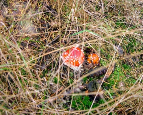 Zondagmiddag Wandeling door Landgoed Pijnenburg en de Utrechtse Heuvelrug