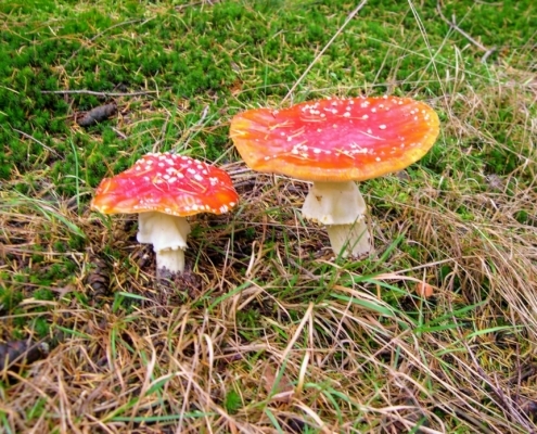 Zondagmiddag Wandeling door Landgoed Pijnenburg en de Utrechtse Heuvelrug