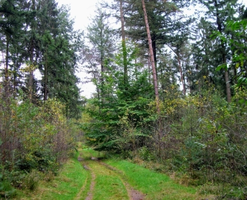 Zondagmiddag Wandeling door Landgoed Pijnenburg en de Utrechtse Heuvelrug