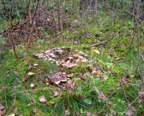 Zondagmiddag Wandeling door Landgoed Pijnenburg en de Utrechtse Heuvelrug