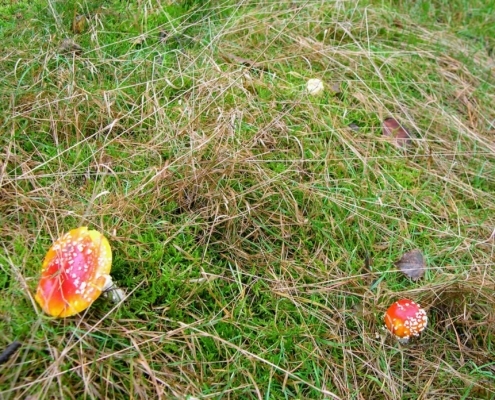 Zondagmiddag Wandeling door Landgoed Pijnenburg en de Utrechtse Heuvelrug