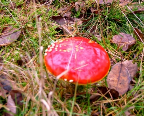 Zondagmiddag Wandeling door Landgoed Pijnenburg en de Utrechtse Heuvelrug