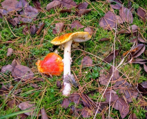 Zondagmiddag Wandeling door Landgoed Pijnenburg en de Utrechtse Heuvelrug