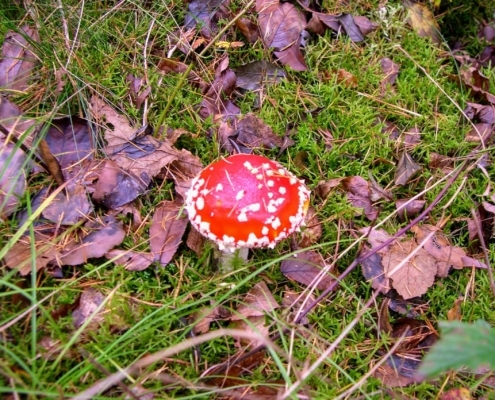 Zondagmiddag Wandeling door Landgoed Pijnenburg en de Utrechtse Heuvelrug