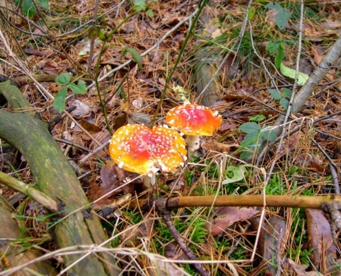 Zondagmiddag Wandeling door Landgoed Pijnenburg en de Utrechtse Heuvelrug