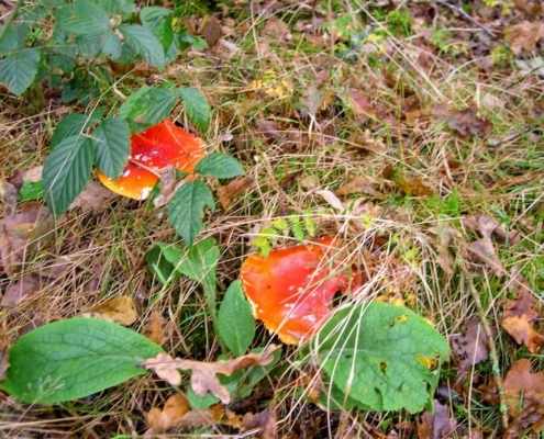 Zondagmiddag Wandeling door Landgoed Pijnenburg en de Utrechtse Heuvelrug