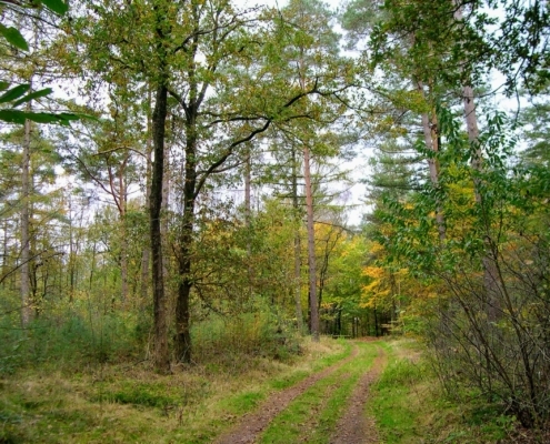 Zondagmiddag Wandeling door Landgoed Pijnenburg en de Utrechtse Heuvelrug