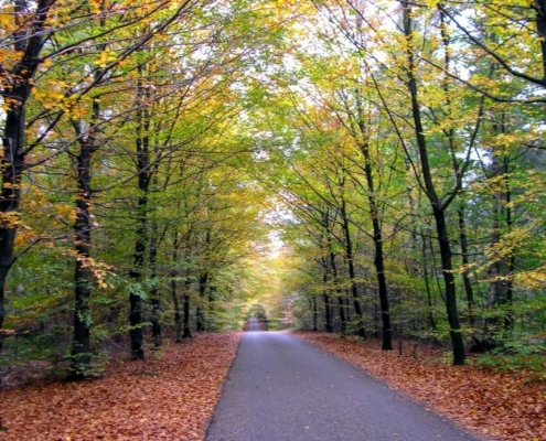 Zondagmiddag Wandeling door Landgoed Pijnenburg en de Utrechtse Heuvelrug