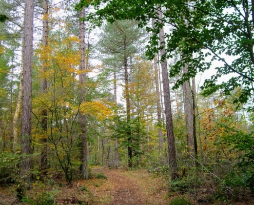 Zondagmiddag Wandeling door Landgoed Pijnenburg en de Utrechtse Heuvelrug