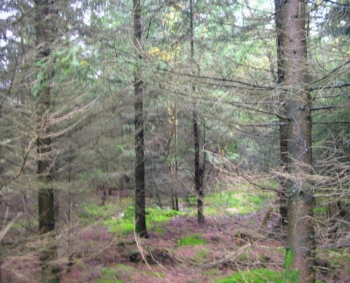 Zondagmiddag Wandeling door Landgoed Pijnenburg en de Utrechtse Heuvelrug