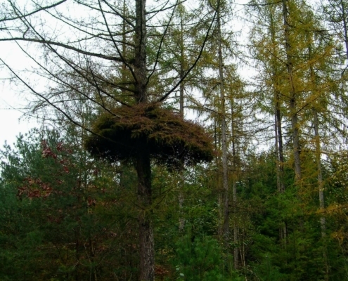 Zondagmiddag Wandeling door Landgoed Pijnenburg en de Utrechtse Heuvelrug