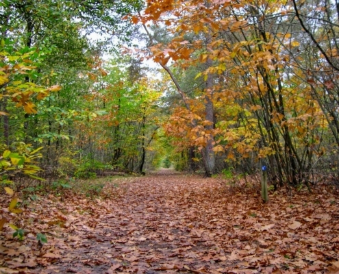 Zondagmiddag Wandeling door Landgoed Pijnenburg en de Utrechtse Heuvelrug