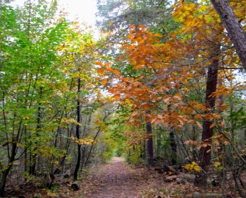 Zondagmiddag Wandeling door Landgoed Pijnenburg en de Utrechtse Heuvelrug