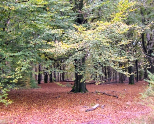 Zondagmiddag Wandeling door Landgoed Pijnenburg en de Utrechtse Heuvelrug