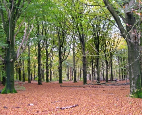 Zondagmiddag Wandeling door Landgoed Pijnenburg en de Utrechtse Heuvelrug