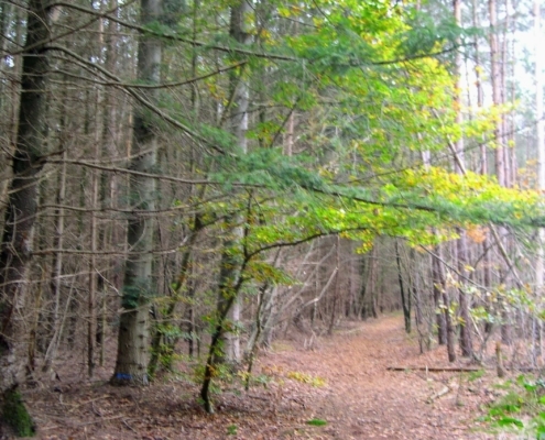 Zondagmiddag Wandeling door Landgoed Pijnenburg en de Utrechtse Heuvelrug