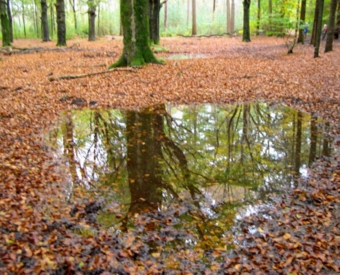 Zondagmiddag Wandeling door Landgoed Pijnenburg en de Utrechtse Heuvelrug