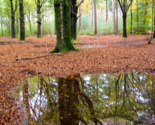 Zondagmiddag Wandeling door Landgoed Pijnenburg en de Utrechtse Heuvelrug