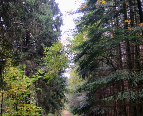 Zondagmiddag Wandeling door Landgoed Pijnenburg en de Utrechtse Heuvelrug