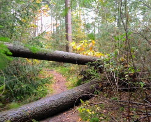 Zondagmiddag Wandeling door Landgoed Pijnenburg en de Utrechtse Heuvelrug