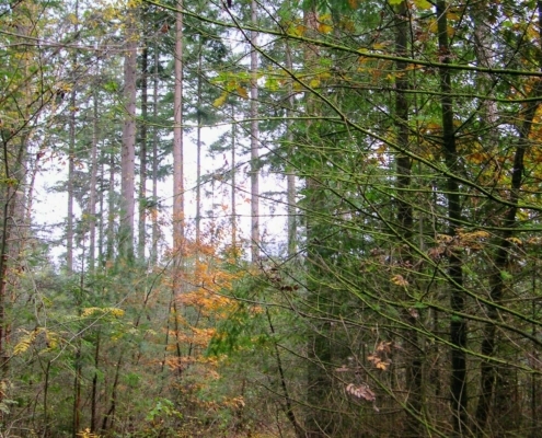 Zondagmiddag Wandeling door Landgoed Pijnenburg en de Utrechtse Heuvelrug