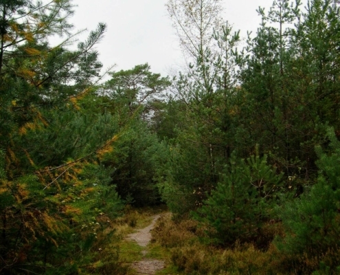 Zondagmiddag Wandeling door Landgoed Pijnenburg en de Utrechtse Heuvelrug