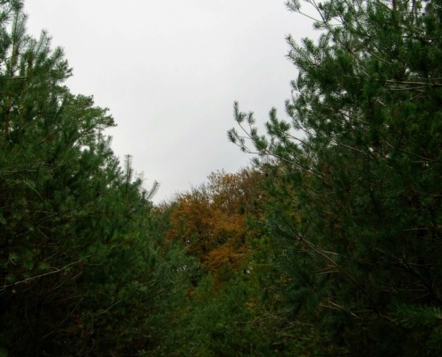 Zondagmiddag Wandeling door Landgoed Pijnenburg en de Utrechtse Heuvelrug