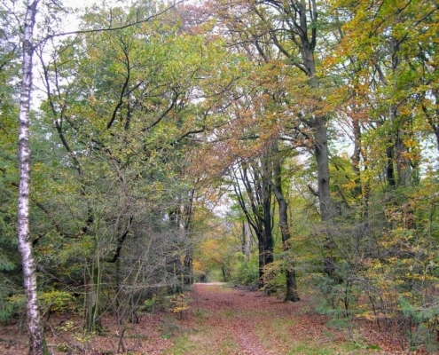 Zondagmiddag Wandeling door Landgoed Pijnenburg en de Utrechtse Heuvelrug