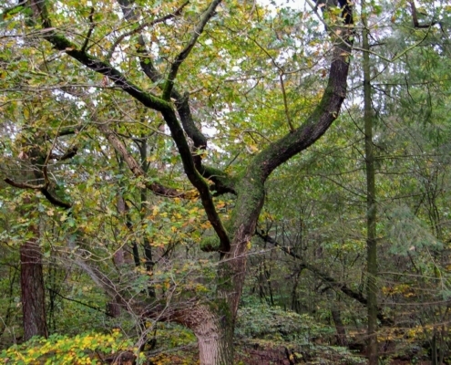 Zondagmiddag Wandeling door Landgoed Pijnenburg en de Utrechtse Heuvelrug