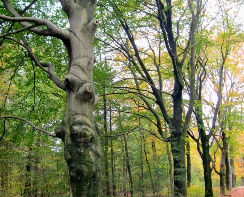 Zondagmiddag Wandeling door Landgoed Pijnenburg en de Utrechtse Heuvelrug