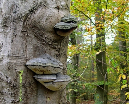 Zondagmiddag Wandeling door Landgoed Pijnenburg en de Utrechtse Heuvelrug