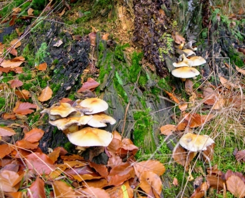 Zondagmiddag Wandeling door Landgoed Pijnenburg en de Utrechtse Heuvelrug