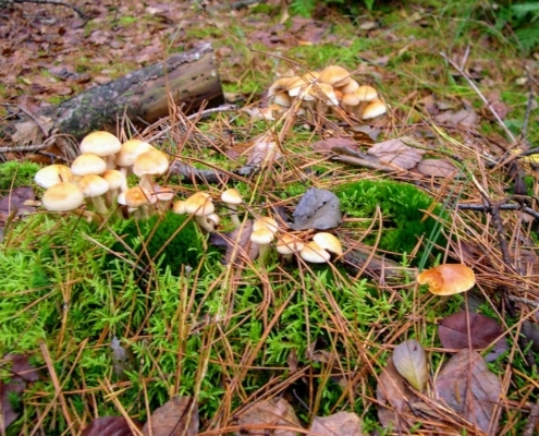 Zondagmiddag Wandeling door Landgoed Pijnenburg en de Utrechtse Heuvelrug