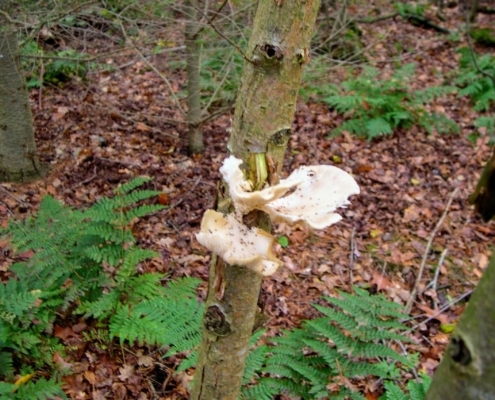 Zondagmiddag Wandeling door Landgoed Pijnenburg en de Utrechtse Heuvelrug