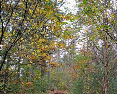 Zondagmiddag Wandeling door Landgoed Pijnenburg en de Utrechtse Heuvelrug