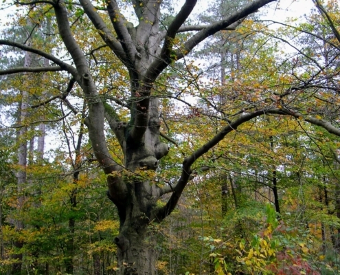 Zondagmiddag Wandeling door Landgoed Pijnenburg en de Utrechtse Heuvelrug