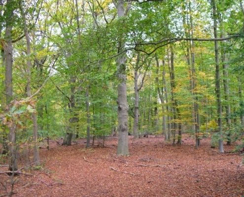 Zondagmiddag Wandeling door Landgoed Pijnenburg en de Utrechtse Heuvelrug
