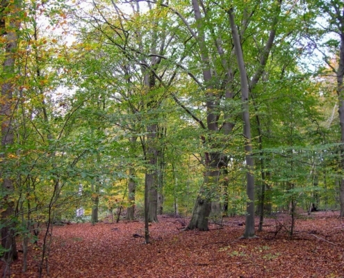 Zondagmiddag Wandeling door Landgoed Pijnenburg en de Utrechtse Heuvelrug