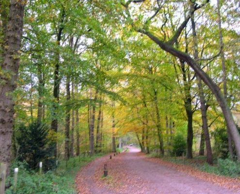 Zondagmiddag Wandeling door Landgoed Pijnenburg en de Utrechtse Heuvelrug