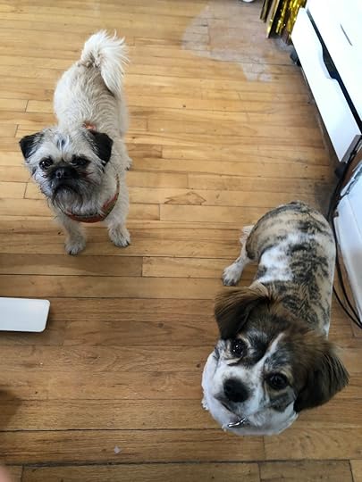 bubba and lucy (I can't even)