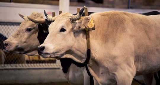 yoked oxen