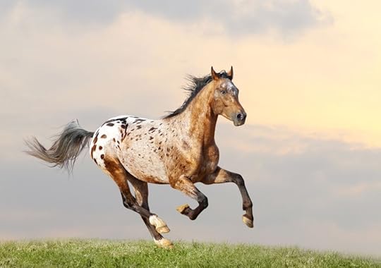 Appaloosa horse