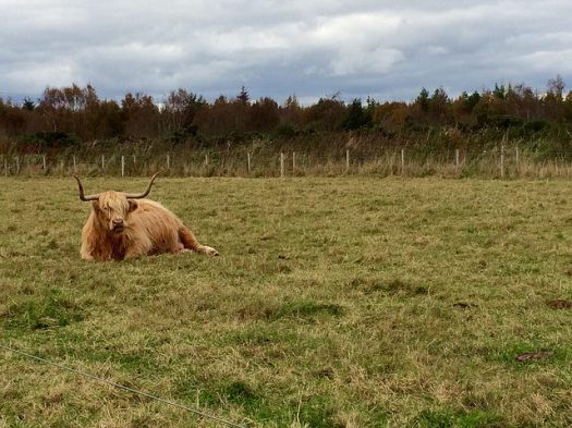 Highland Cow
