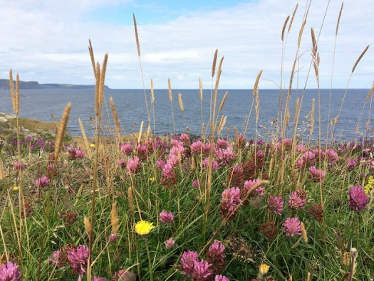 floral coastline