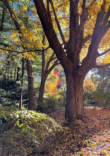 Trees with red, orange, yellow, and green leaves in Mount Auburn Cemetery.