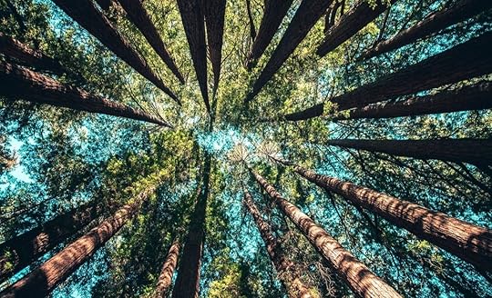 low angle photography of trees at daytime