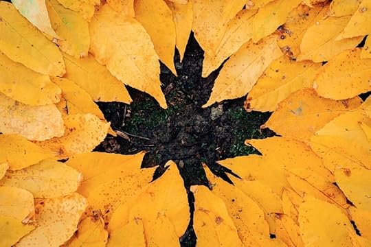 Image: yellow autumn leaves on the ground, arranged around the perimeter so that the negative space in the center forms the shape of a leaf.